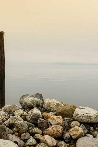 Why We Love Dogs, Eat Pigs, and Wear Cows